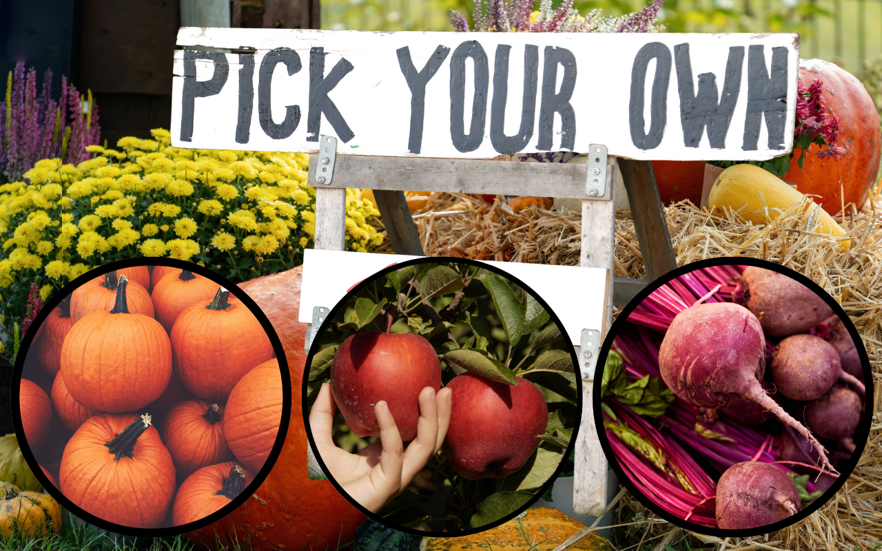 Fall Harvest in New Jersey