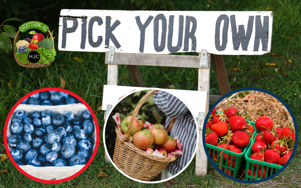 From Field to Basket: Your Guide to Pick-Your-Own Fun in NJ
